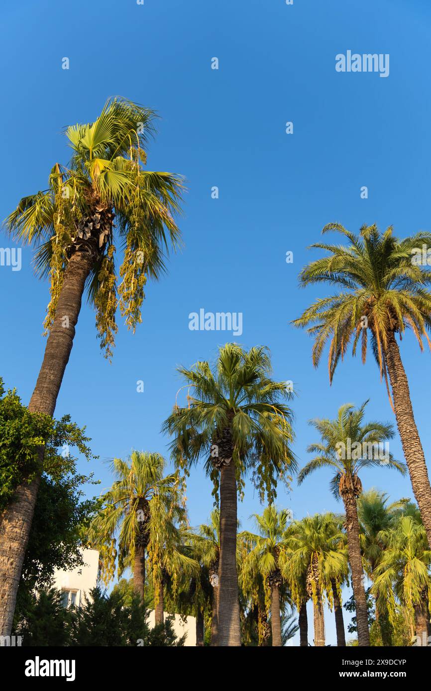 Grüne Palmen vor blauem Himmel. Sommerlandschaft in der Natur in den Sonnenstrahlen des Sonnenuntergangs. Vertikales Foto Stockfoto