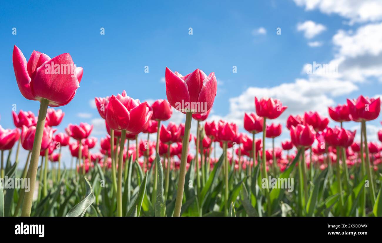 Ein Tulpenfeld mit rosa und weißen Tulpen in der Nähe der niederländischen Stadt Swifterband in den Niederlanden. Hübsche Landwirtschaft mit festlichem Look. Stockfoto
