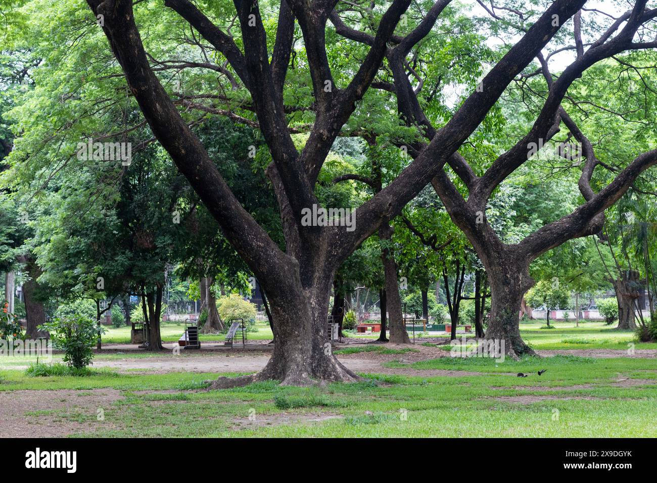 Dhaka, Dhaka, Bangladesch. 31. Mai 2024. Das Parkleben in Dhaka wird zunehmend zu einer lebenswichtigen Ruhepause inmitten der rasanten Urbanisierung der Stadt und bietet den Bewohnern dringend benötigte Grünflächen. Trotz des Eindringens von Hochhäusern und Infrastrukturentwicklungen ist der Ramna Park nach wie vor ein beliebter Ort für Erholung und soziale Kontakte. Die Herausforderung, diese grünen Oasen zu erhalten, bleibt jedoch bestehen, da die Stadtentwicklung die begrenzten Ressourcen der Stadt weiterhin belastet. (Kreditbild: © Joy Saha/ZUMA Press Wire) NUR REDAKTIONELLE VERWENDUNG! Nicht für kommerzielle ZWECKE! Stockfoto