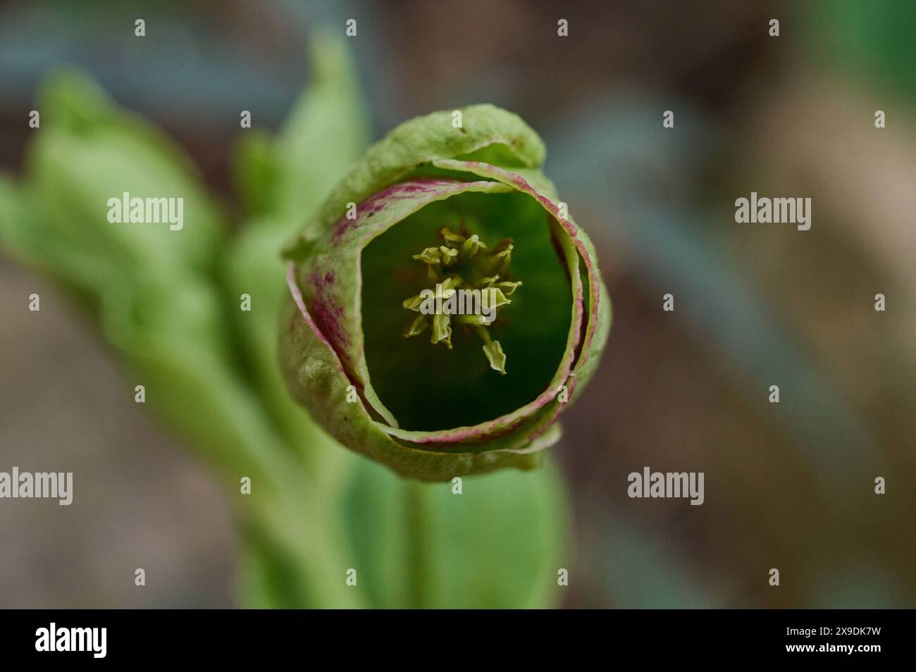 Natur Stinkender Nieswurz Bluehender Stinkender Nieswurz Helleborus foetidus. Der Nieswurz ist eine winterharte immergruene Staude in der Familie der Hahnenfussgewaechse. 25.2.2024 *** Natur stinkender Helleborus foetidus der Helleborus ist eine harte immergrüne Staude in der Familie der Butterblumen 25 2 2024 Stockfoto