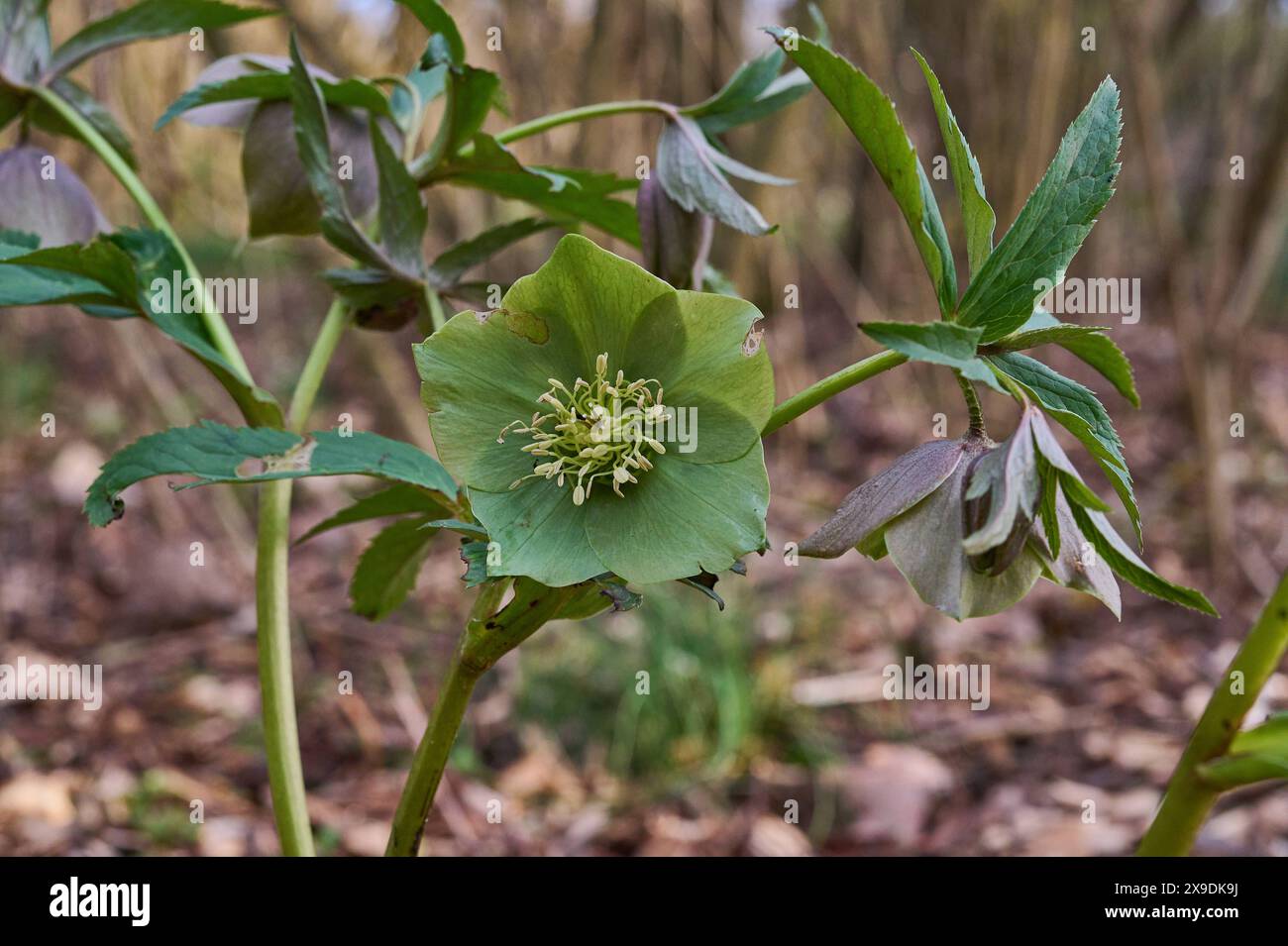 Natur Stinkender Nieswurz Bluehender Stinkender Nieswurz Helleborus foetidus. Der Nieswurz ist eine winterharte immergruene Staude in der Familie der Hahnenfussgewaechse. 25.2.2024 *** Natur stinkender Helleborus foetidus der Helleborus ist eine harte immergrüne Staude in der Familie der Butterblumen 25 2 2024 Stockfoto