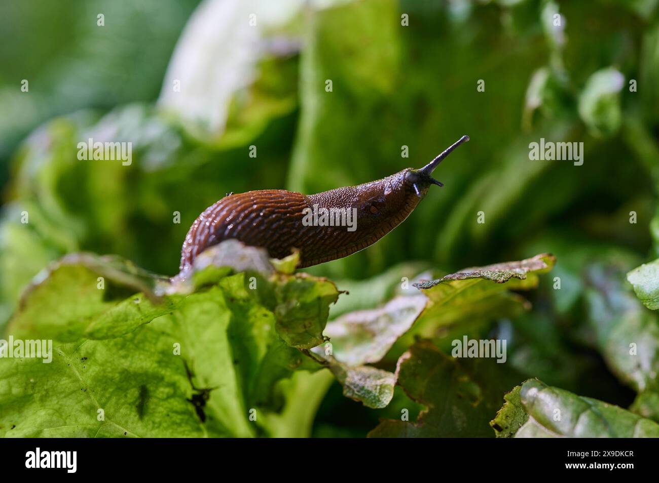 Natur Nacktschnecke eine Nacktschnecke Wegschnecke auf einem Salatblatt. Gut erkennbar, das Atemloch auf der rechten Körperseite. 26.5.2024 *** Natur-Nacktschnecke Ein Nacktschnecke auf einem Salatblatt deutlich erkennbar, das Atemloch auf der rechten Körperseite 26 5 2024 Stockfoto