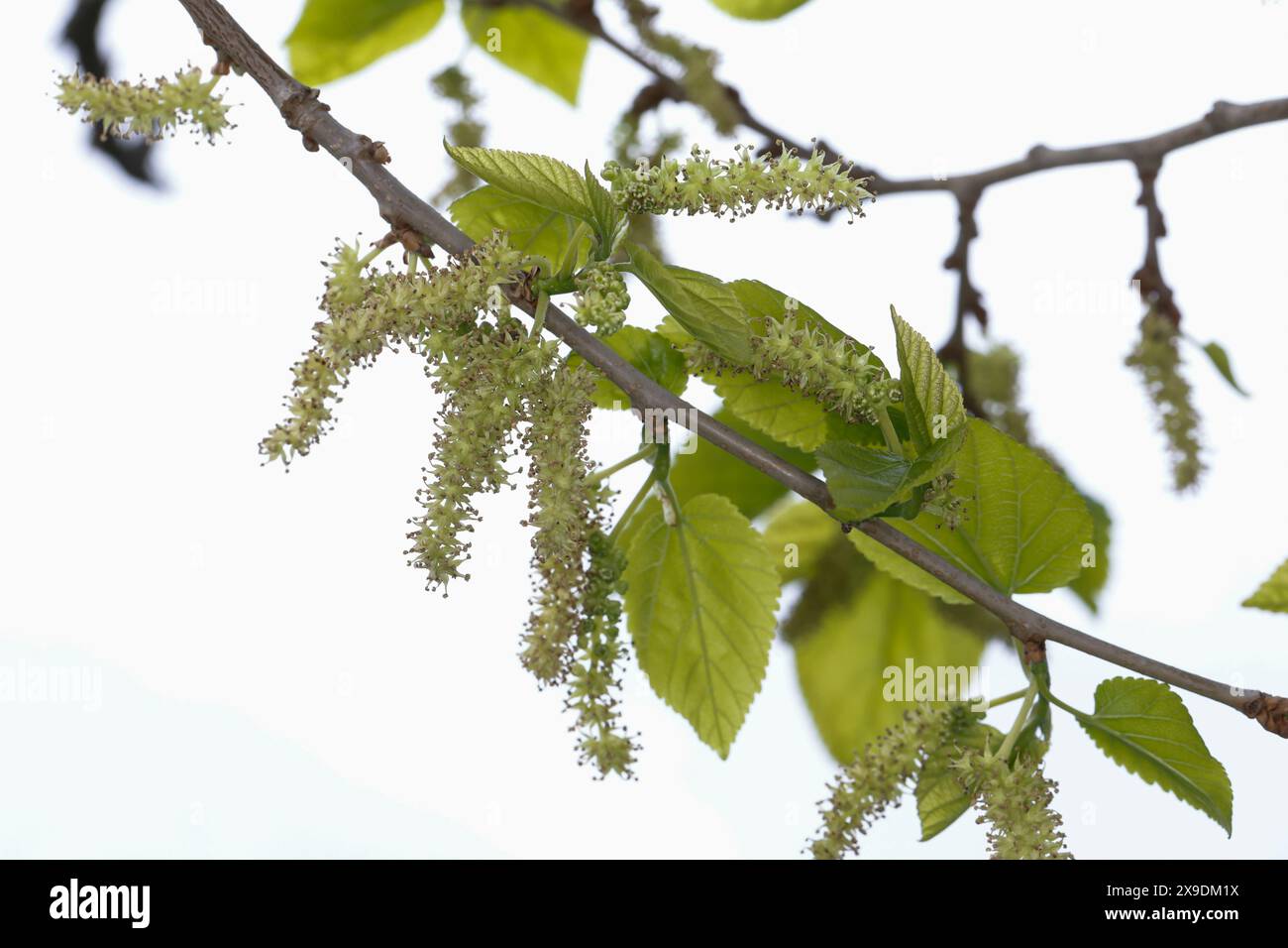 Weißer Maulbeerbaum, Weiße Maulbeere, Weißer Maulbeerbaum, Weiße Maulbeerbaum, Maulbeerbaum, Maulbeere, Blüte, Blüten, Blühend, Morus alba, weißer Mulbe Stockfoto