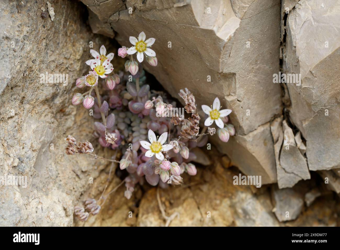 Dickblttrige pflanze -Fotos und -Bildmaterial in hoher Auflsung  Alamy