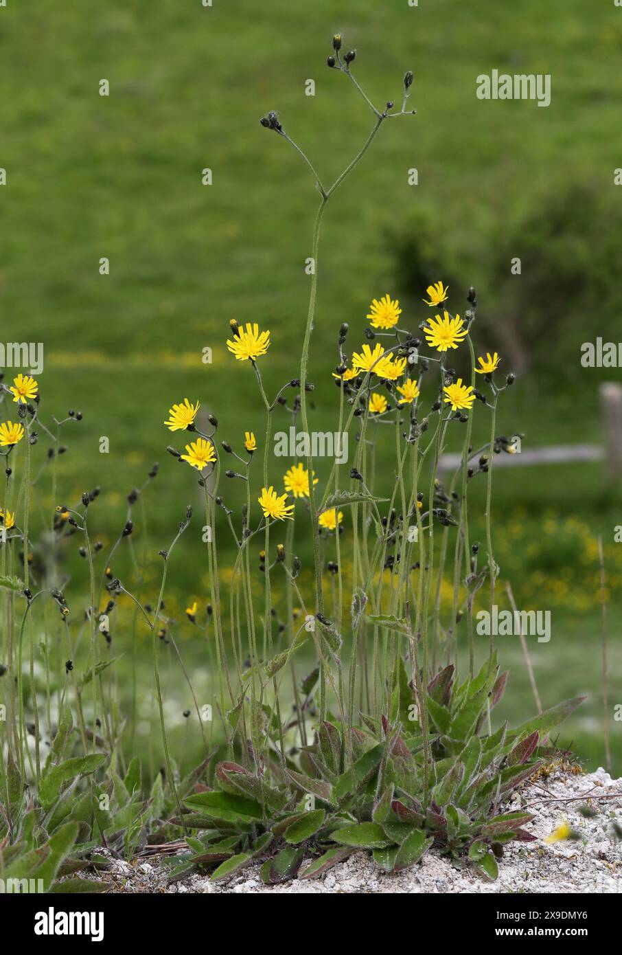 Gefleckter Kraut, Hieracium maculatum, Asteraceae. Totternhoe Knolls, Bedfordshire, Großbritannien. Ein Falkweed mit markanten violetten oder roten Flecken auf den Blättern. Stockfoto