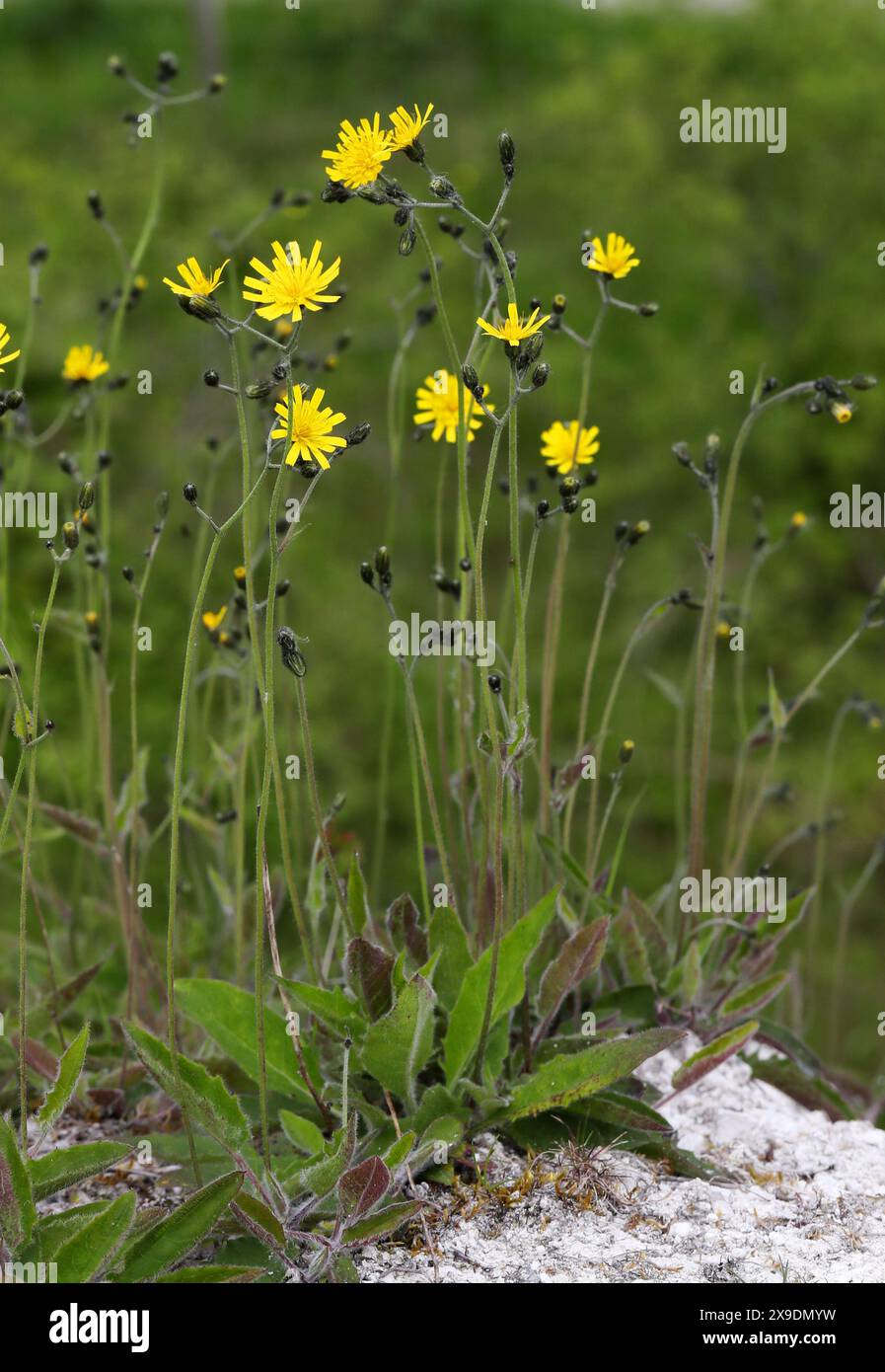 Gefleckter Kraut, Hieracium maculatum, Asteraceae. Totternhoe Knolls, Bedfordshire, Großbritannien. Ein Falkweed mit markanten violetten oder roten Flecken auf den Blättern. Stockfoto
