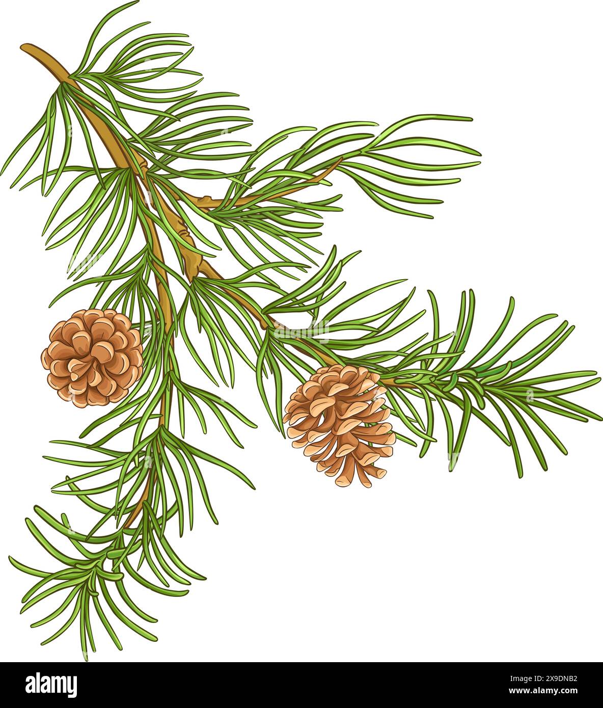 Farbige Detaillierte Abbildung Mit Kiefernzweig Stock Vektor