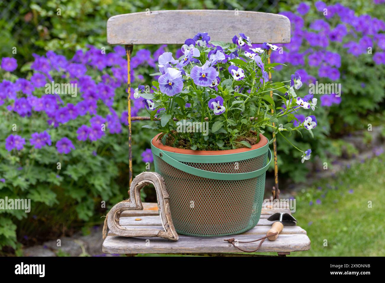 Frühlingsgarten mit violetten Bratschenblüten im Topf auf Gartenstuhl und Kranschnabel Stockfoto