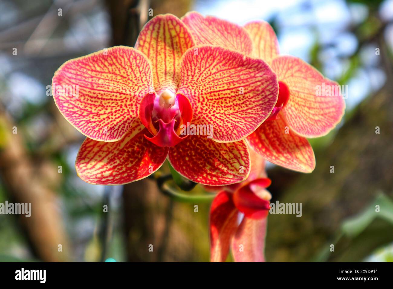 Nahaufnahme der rotorangen phalaenopsis-Orchidee mit Nahsicht. Stockfoto