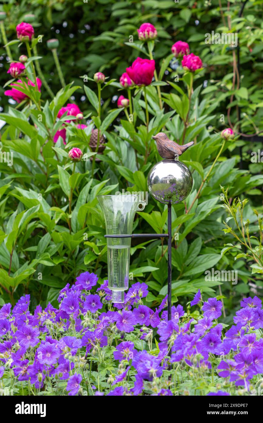 Ein Regenmesser mit Vogelfigur im Frühlingsgarten mit violettem Kränenschnabel und Pfingstrosenblüten Stockfoto