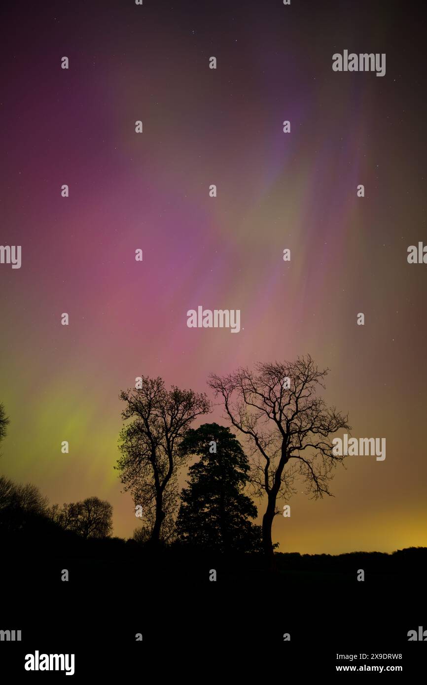 Sihouette einer Gruppe von Bäumen mit der Aurora Borealis oben. County Durham, England, Großbritannien. Stockfoto