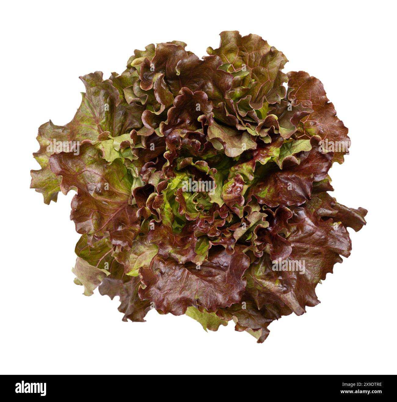 Rotblattsalat. Einzelne hellgrüne bis dunkel kastanienfarbene Rüschen- und biegsame Blätter, die direkt von einem zentralen Stiel und einer steifen Mittelrippe wachsen. Stockfoto