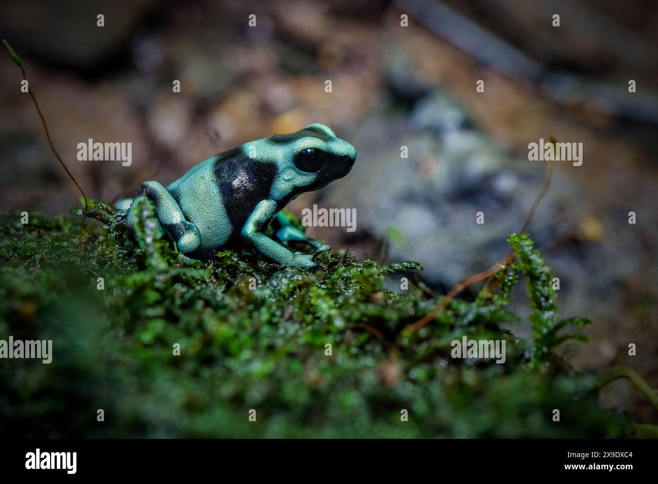 Dartfrosch dendrobates tinctorius azureus Stockfoto