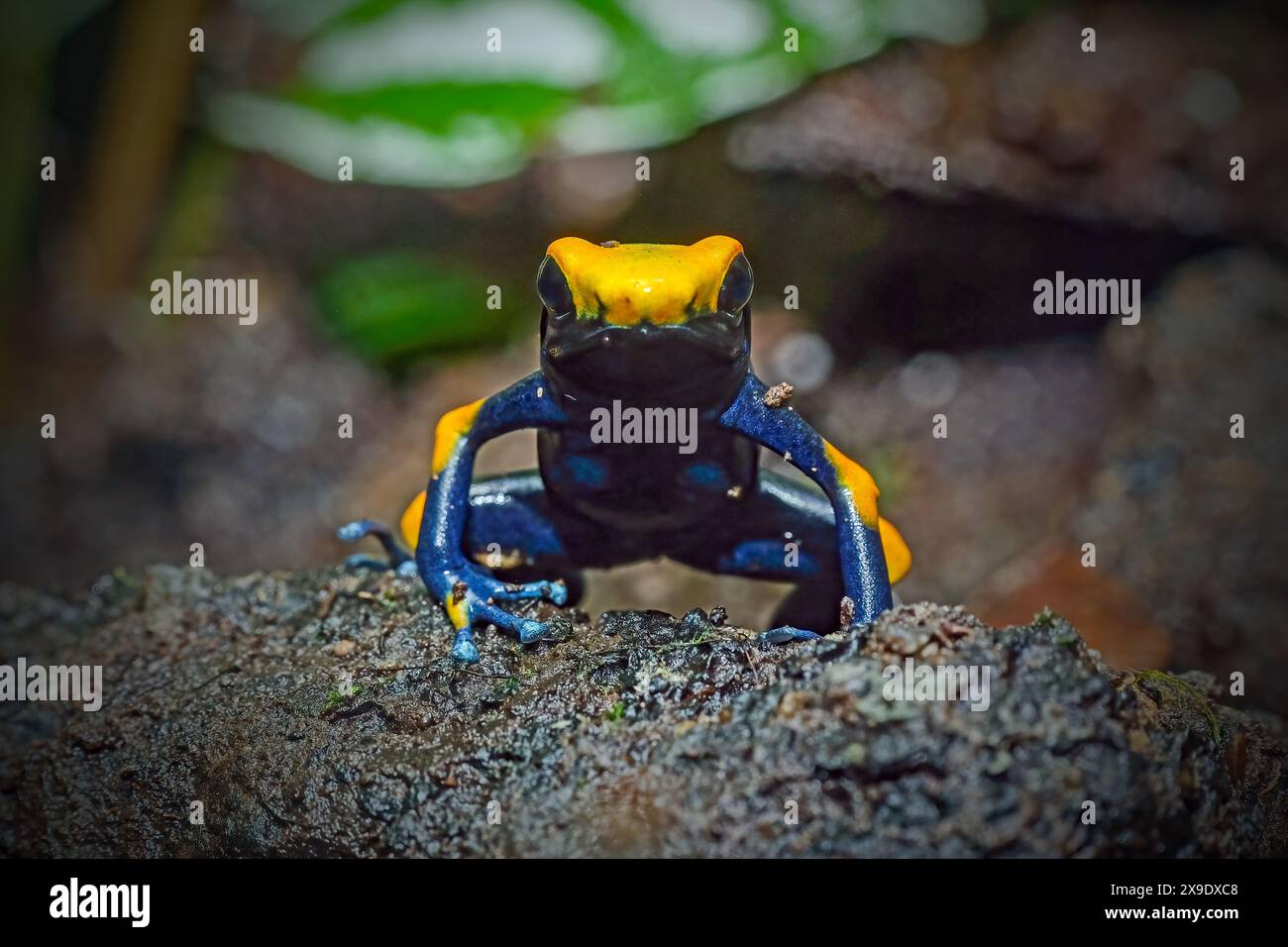 Dartfrosch dendrobates tinctorius azureus Stockfoto