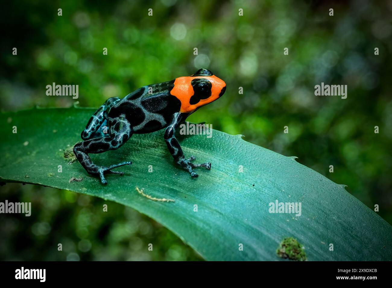 Dartfrosch dendrobates tinctorius azureus Stockfoto