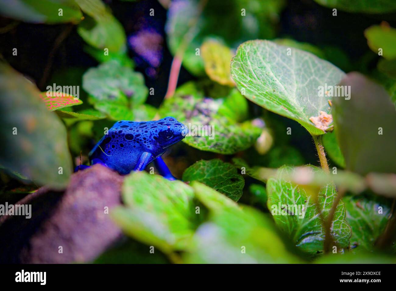 Dartfrosch dendrobates tinctorius azureus Stockfoto
