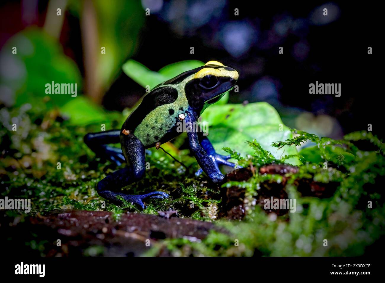 Dartfrosch dendrobates tinctorius azureus Stockfoto