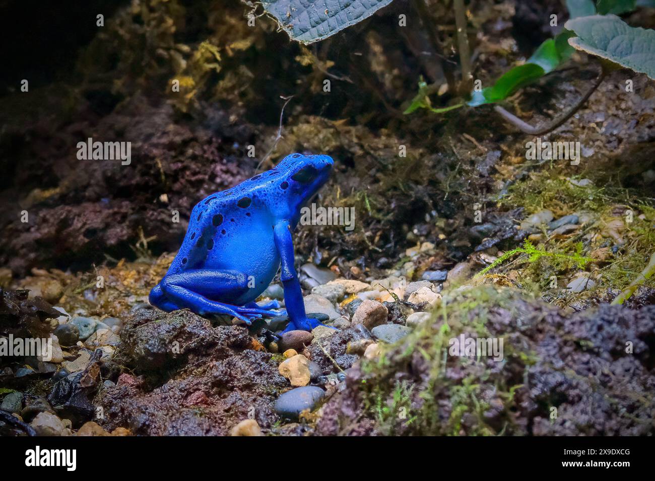 Dartfrosch dendrobates tinctorius azureus Stockfoto