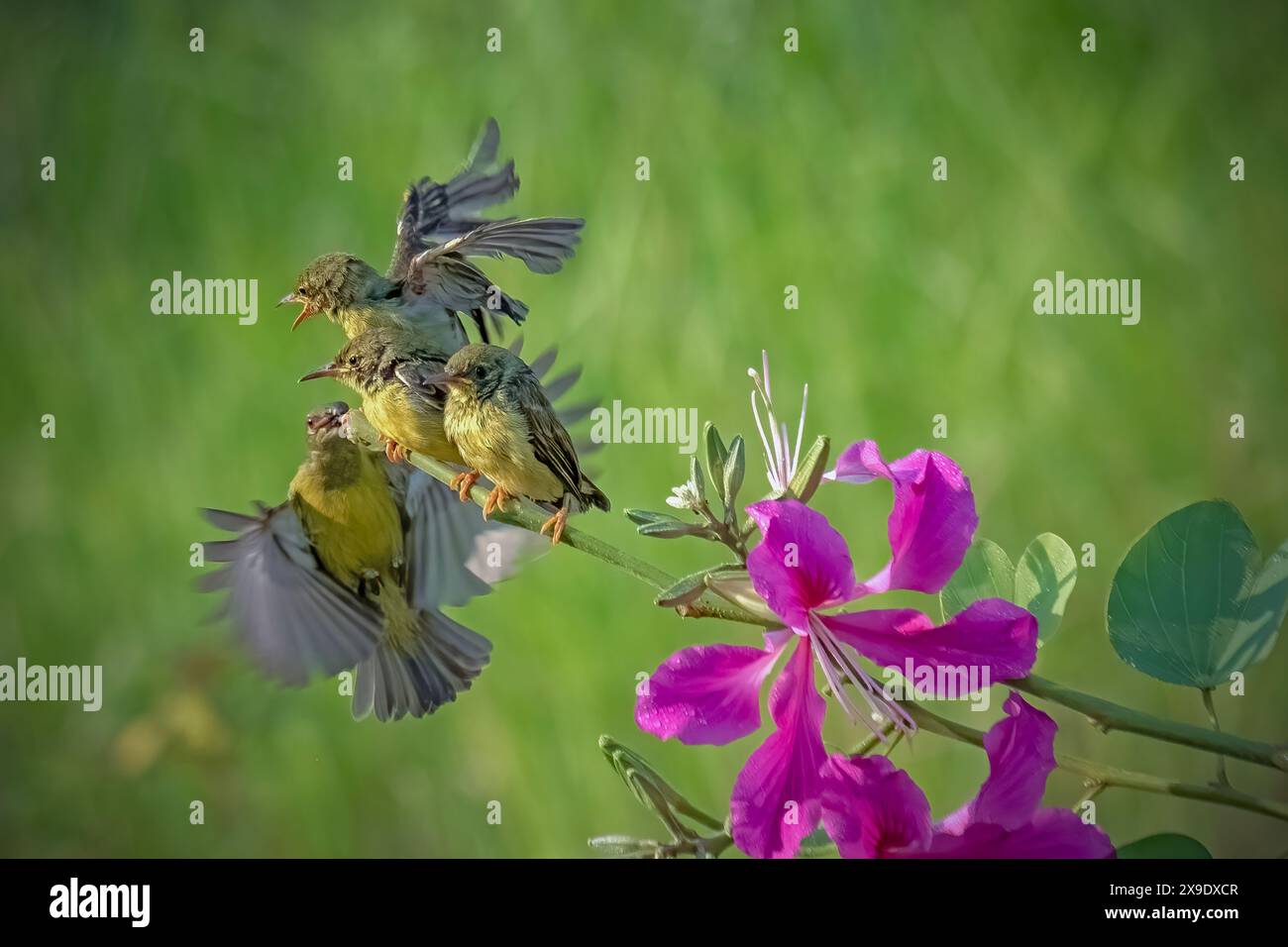 Mutter sunbird füttert die Küken Stockfoto