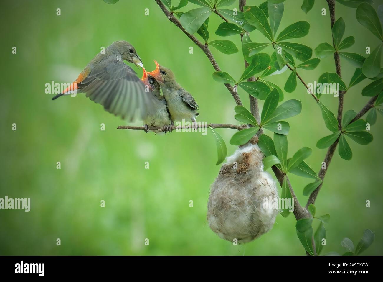 Mutter sunbird füttert die Küken Stockfoto