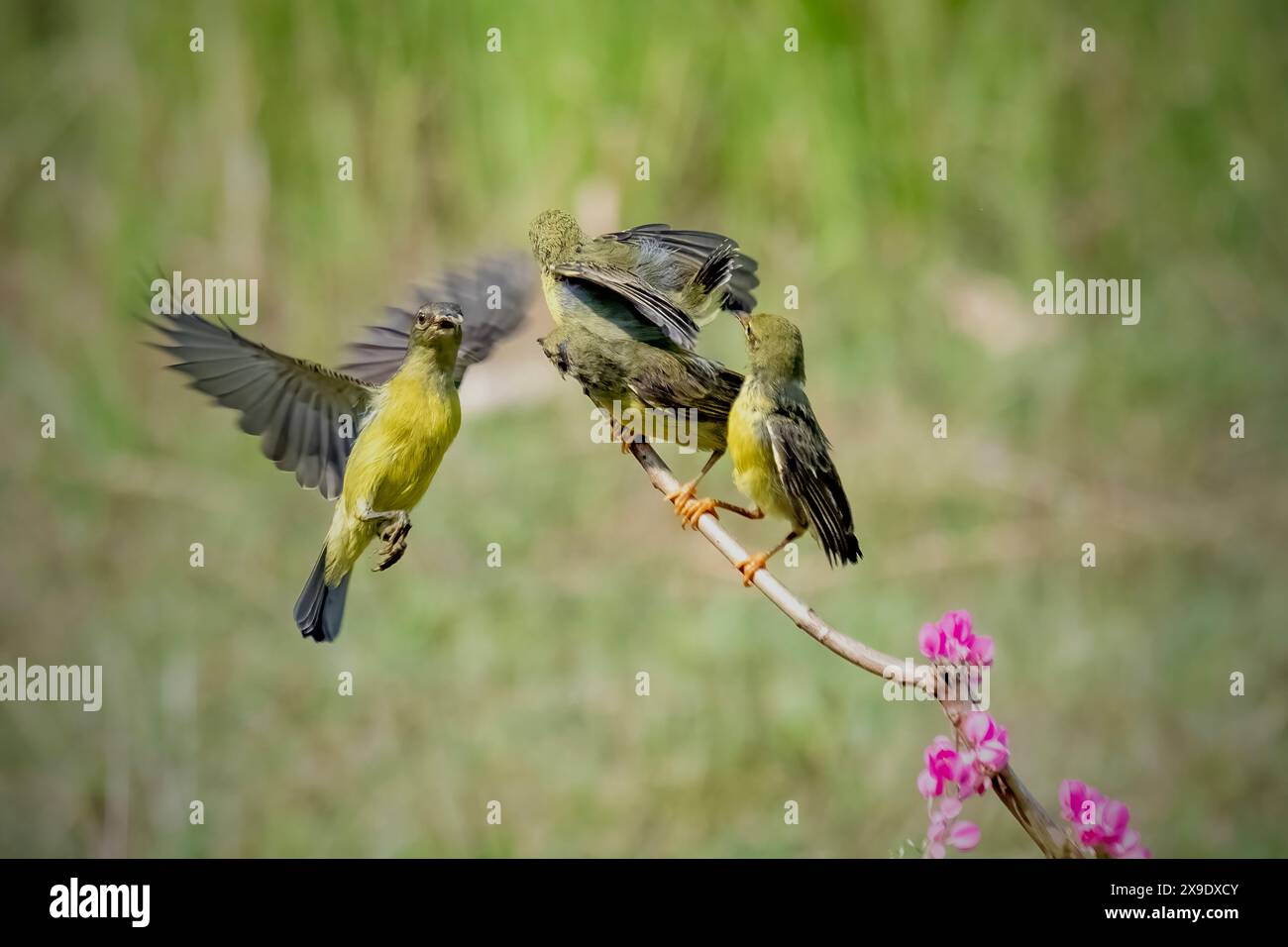 Mutter sunbird füttert die Küken Stockfoto