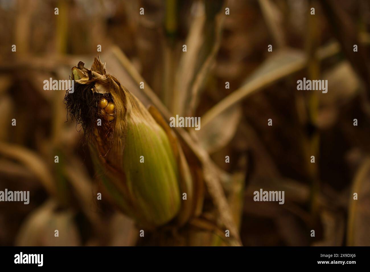 Nahaufnahme von Bio-Maiskolben, die auf dem Feld wachsen Stockfoto