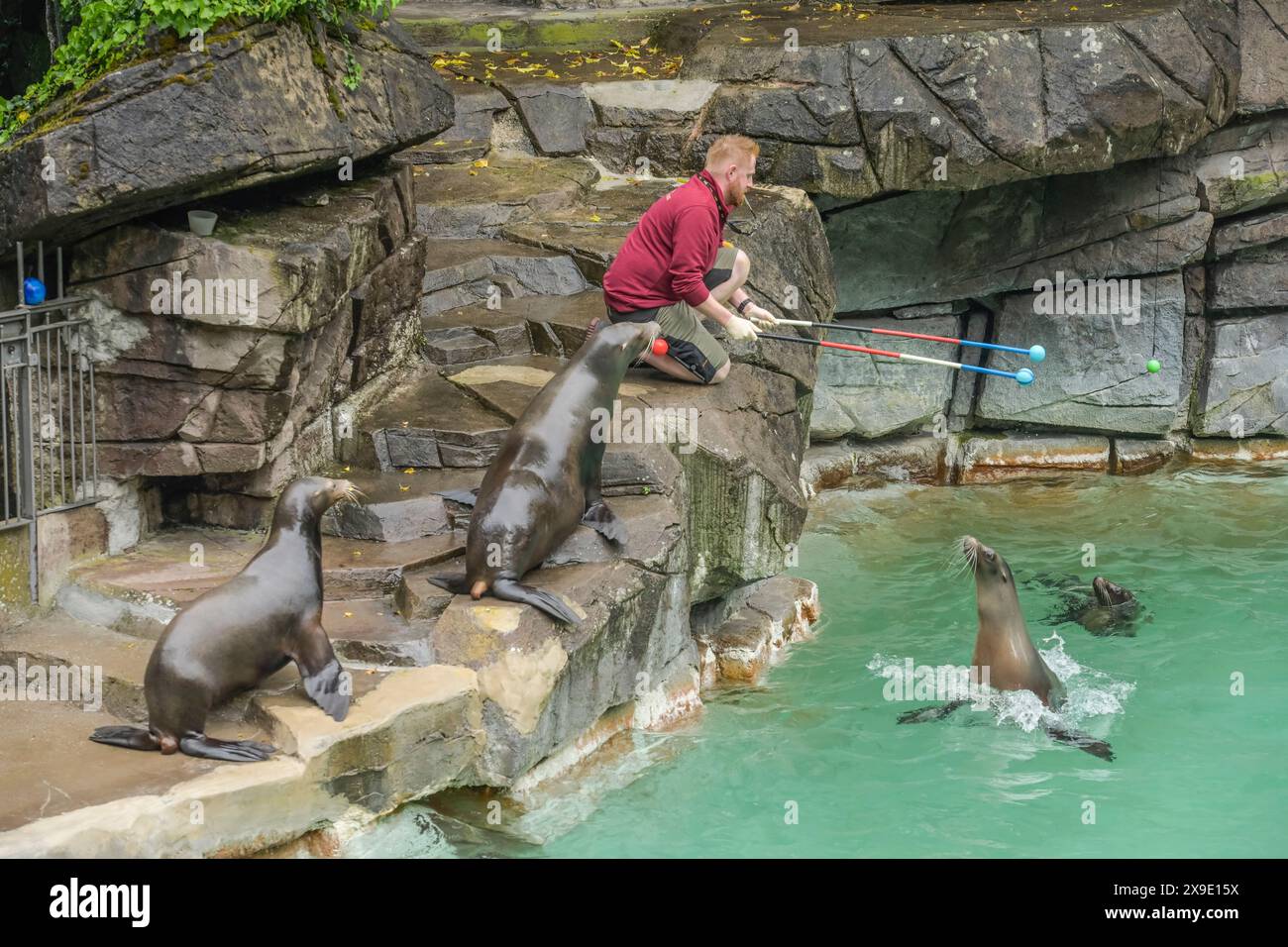 Seelöwenfütterung, Zoo, Binningerstraße, Basel, Schweiz Stockfoto