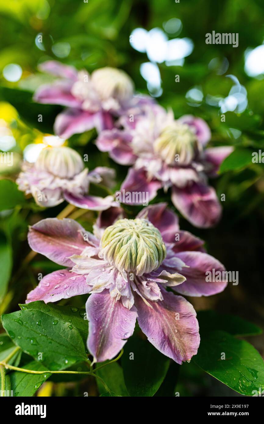 Nahmakro von diamantina clematis Stockfoto