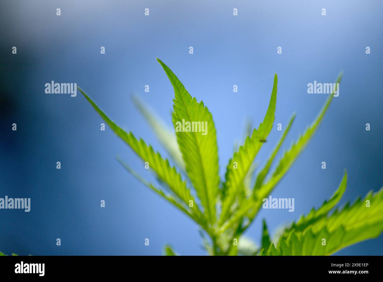 Cannabis, Marihuanapflanze wächst draußen Stockfoto