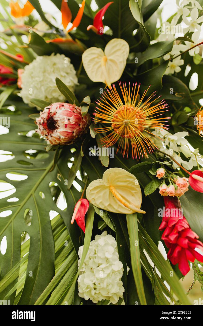 Tropisches hawaiianisches Blumenarrangement mit Proteas und Orchideen Stockfoto