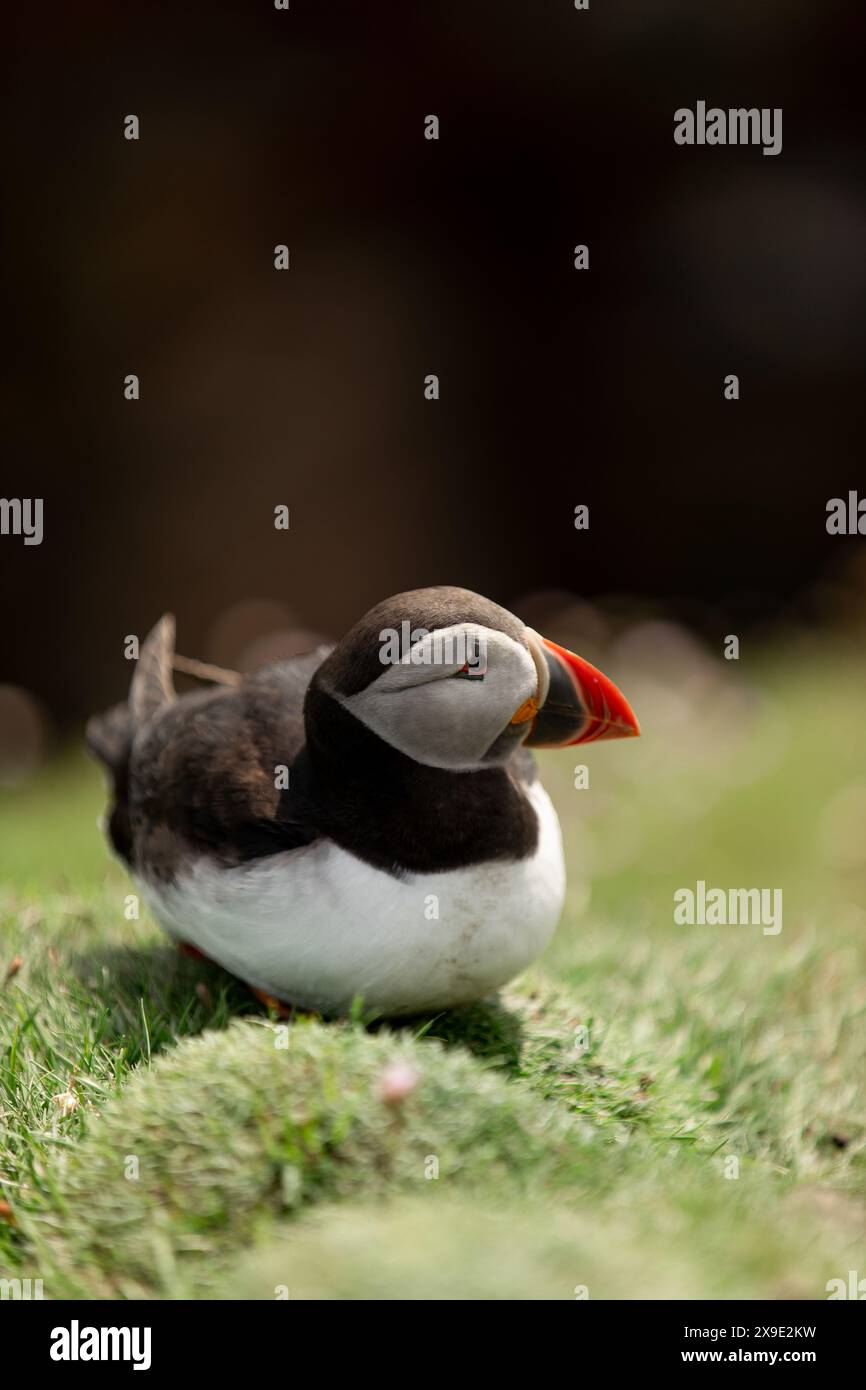 Puffin sitzt auf den Noss Cliffs Shetland Islands Stockfoto