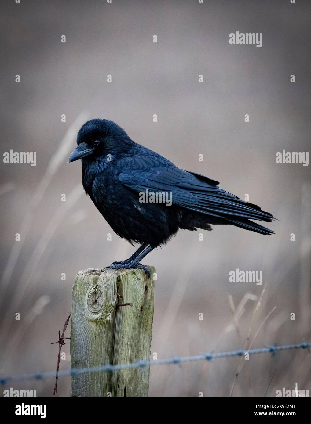 Aas Krähe saß auf Zaunpfosten Stockfoto