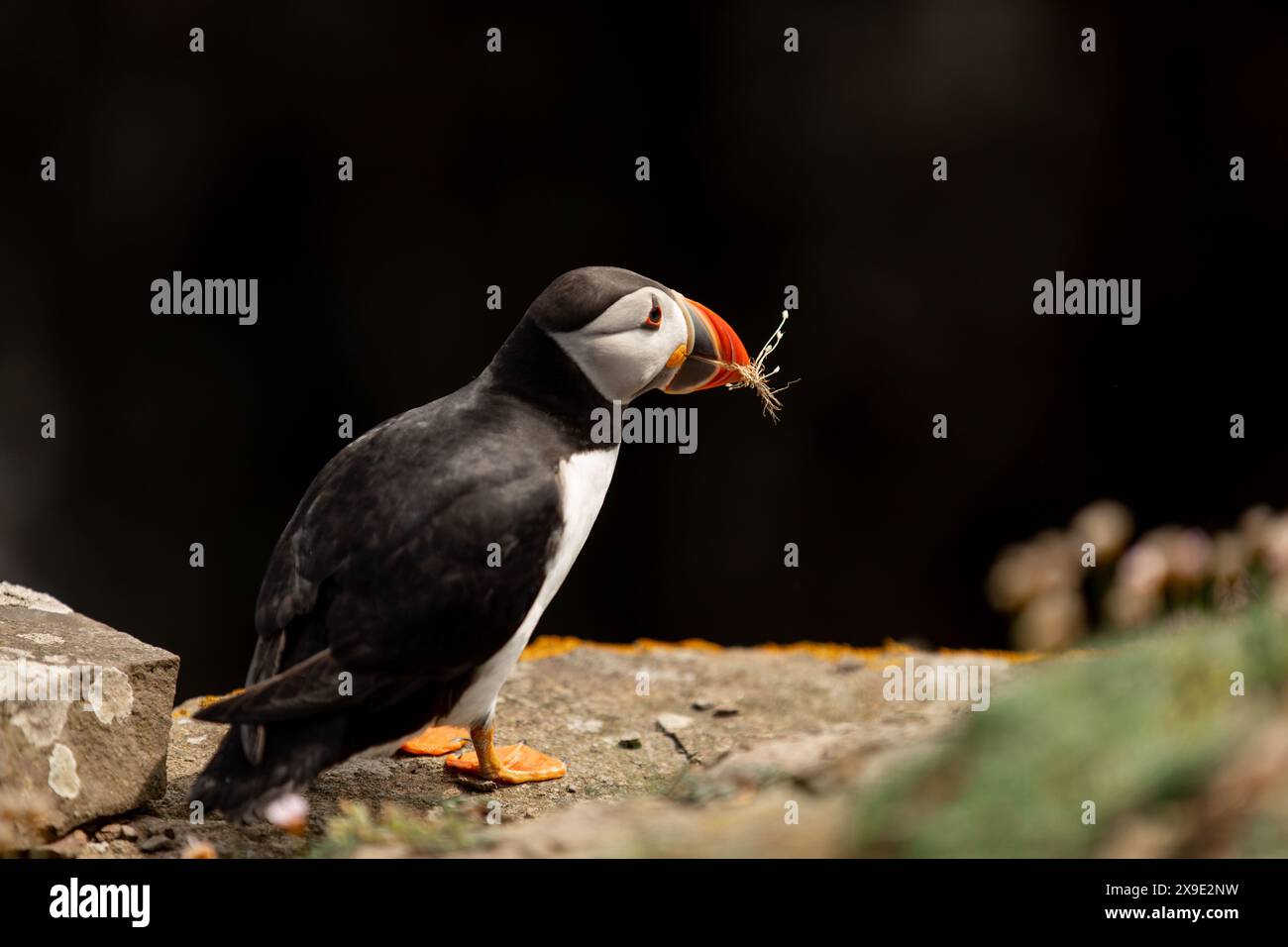 Puffin sammeln Gras Noss Cliffs Shetland Islands Stockfoto