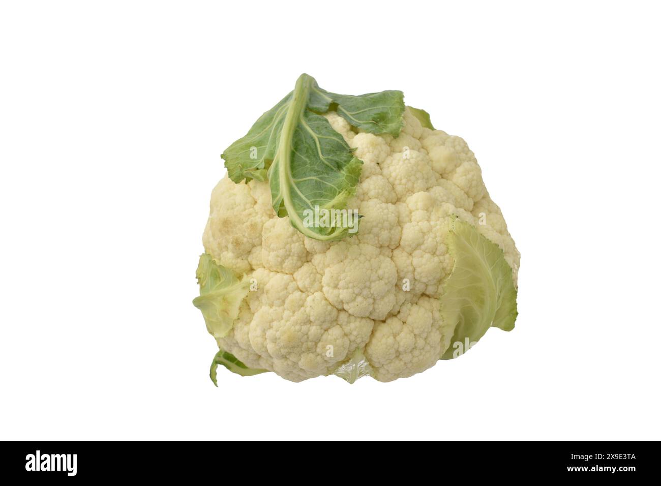 Ein mittelgroßer Blumenkopf mit grünem Blatt. Stockfoto