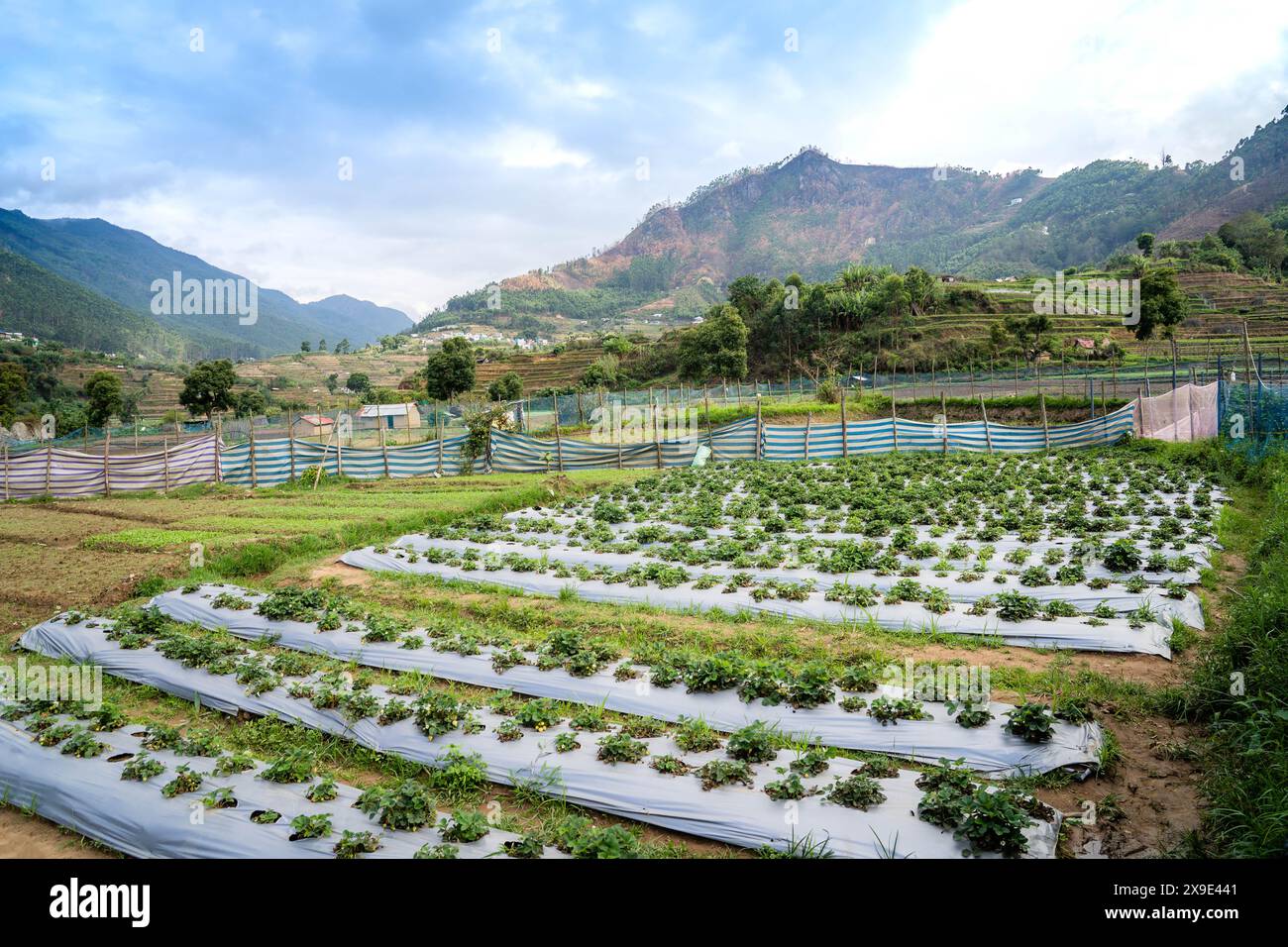 Vattavada ist ein Dorf im Distrikt Idukki im Bundesstaat Kerala an der Grenze zu Tamil Nadu in Indien. Es ist ein landwirtschaftlich geprägtes Dorf, das bekannt ist für seine große Ausdehnung. Stockfoto