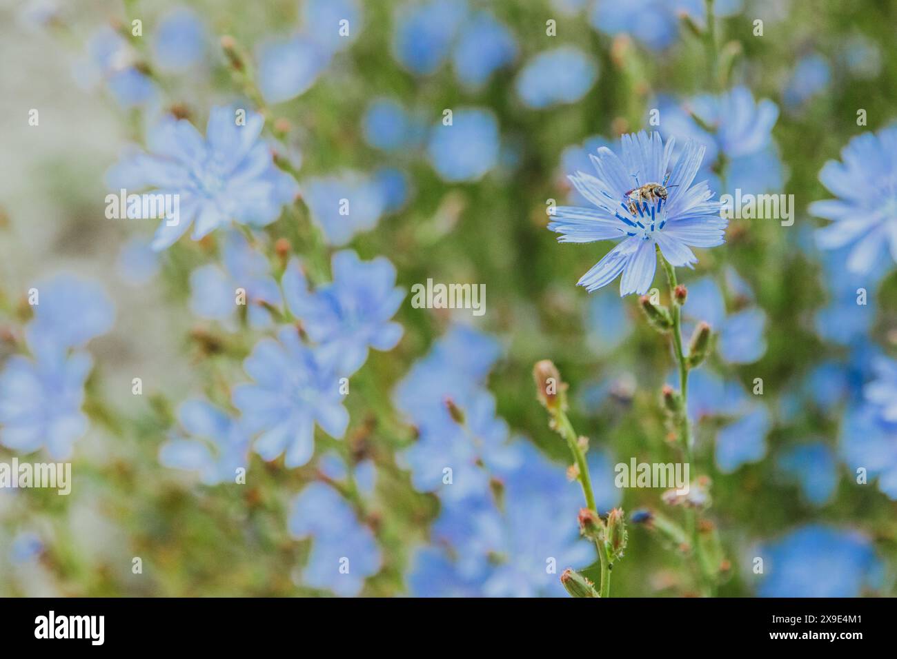 Eine Biene bestäubt eine blaue Zichorienblüte Stockfoto