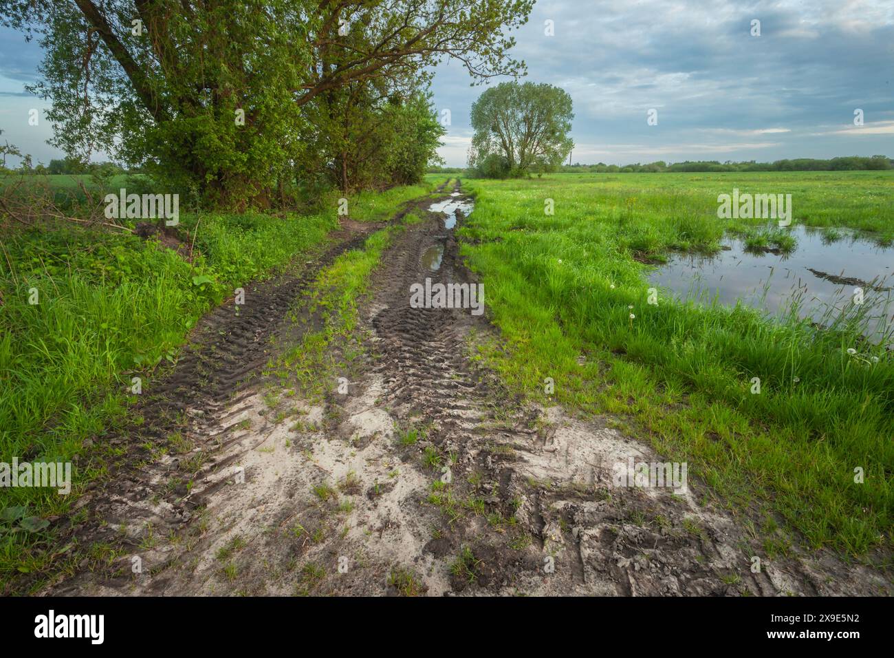 Feldweg und feuchte Wiese mit Bäumen und bewölktem Himmel Stockfoto