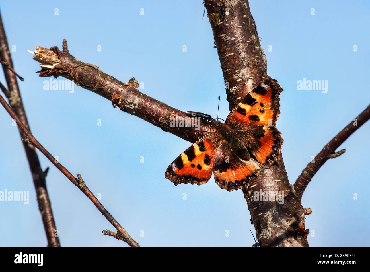 Kleine Schildkröte (Vanessa urticae) an einem gebrochenen Birkenzweig ernährt sich an einem sonnigen Frühlingstag von süßem Birkensirup (Guttation). Kohlenhydraternährung Stockfoto