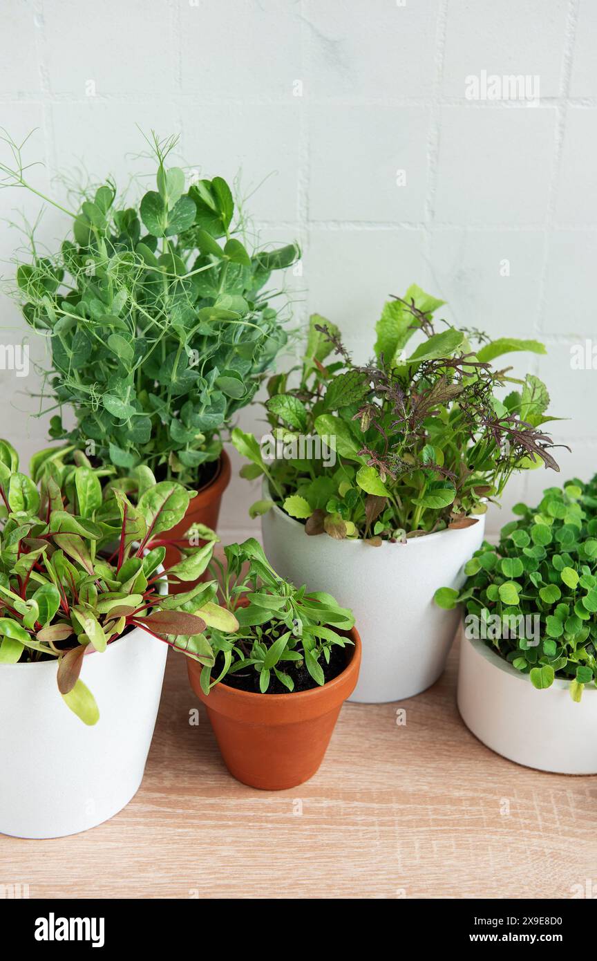 Auf einer Holzoberfläche sind verschiedene frische grüne Kräuter angeordnet Stockfoto