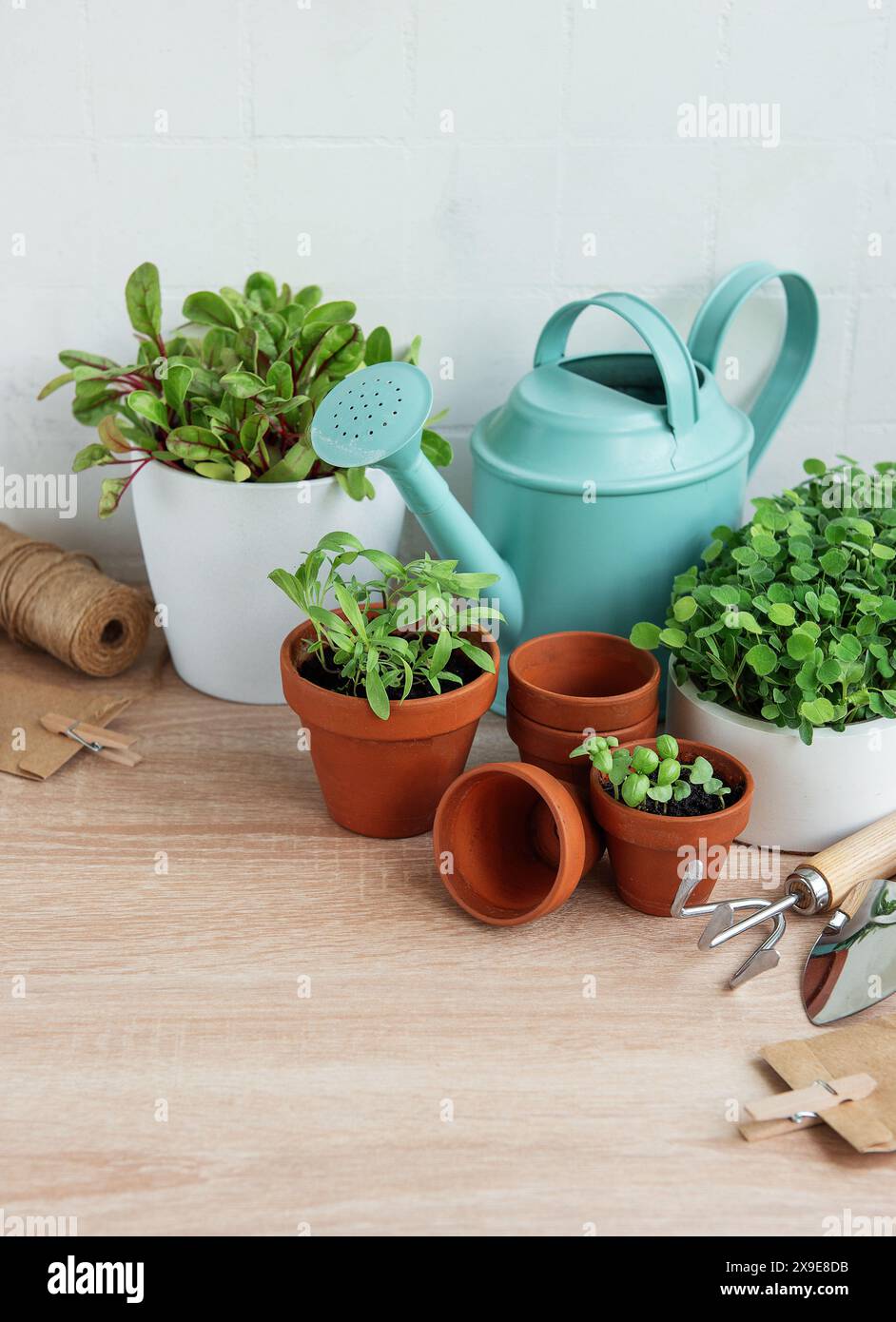 Auf einer Holzoberfläche sind verschiedene frische grüne Kräuter angeordnet Stockfoto