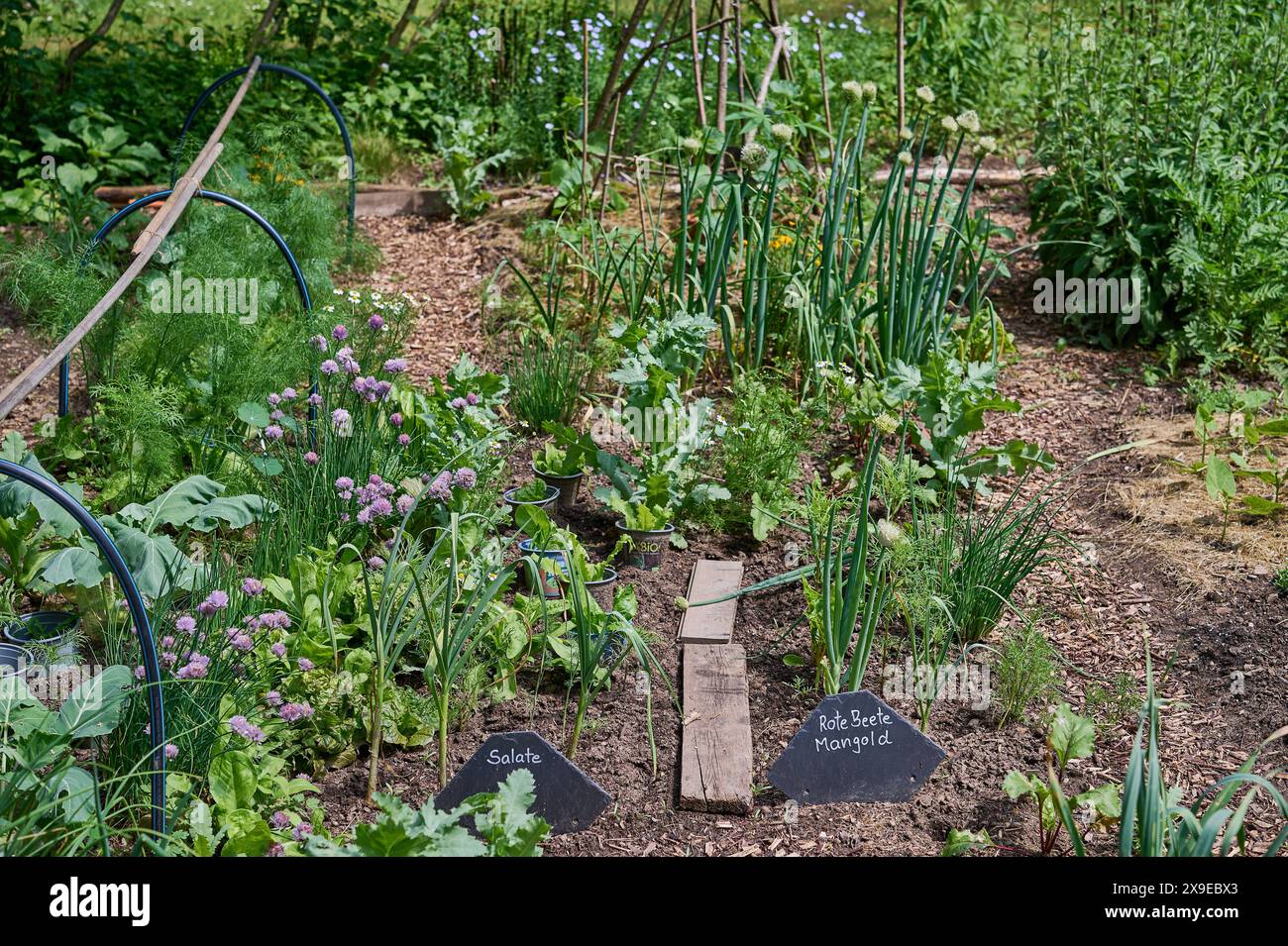 Garten Gemuesebeet Mischkultur Gemueseanbau im eigenen Garten. Ein