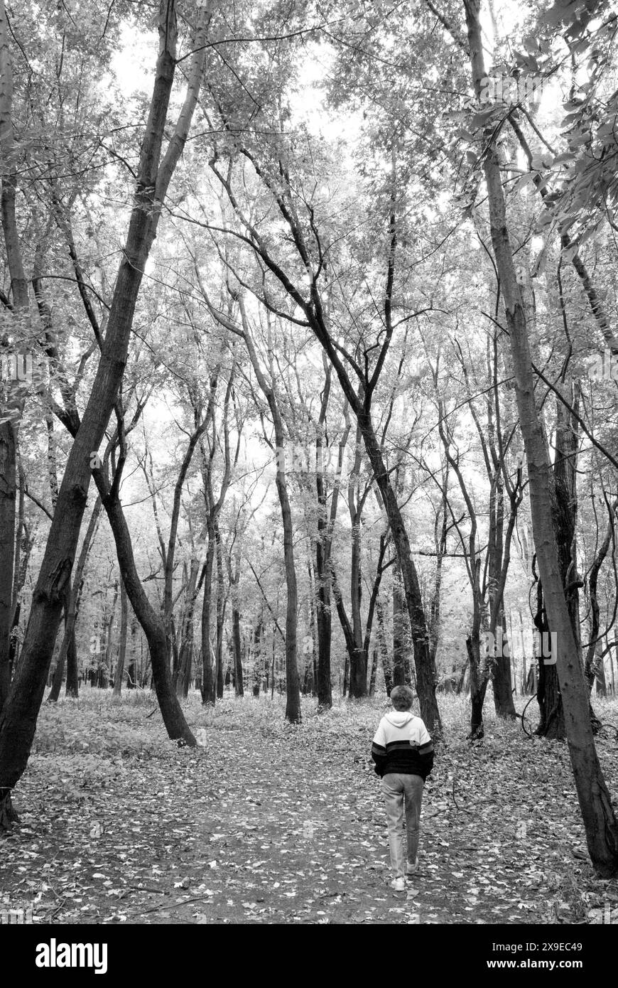 Eine 65-70-jährige Frau, die im Oubache Trails Park in Knox County, Indiana, USA, unterwegs ist. Stockfoto