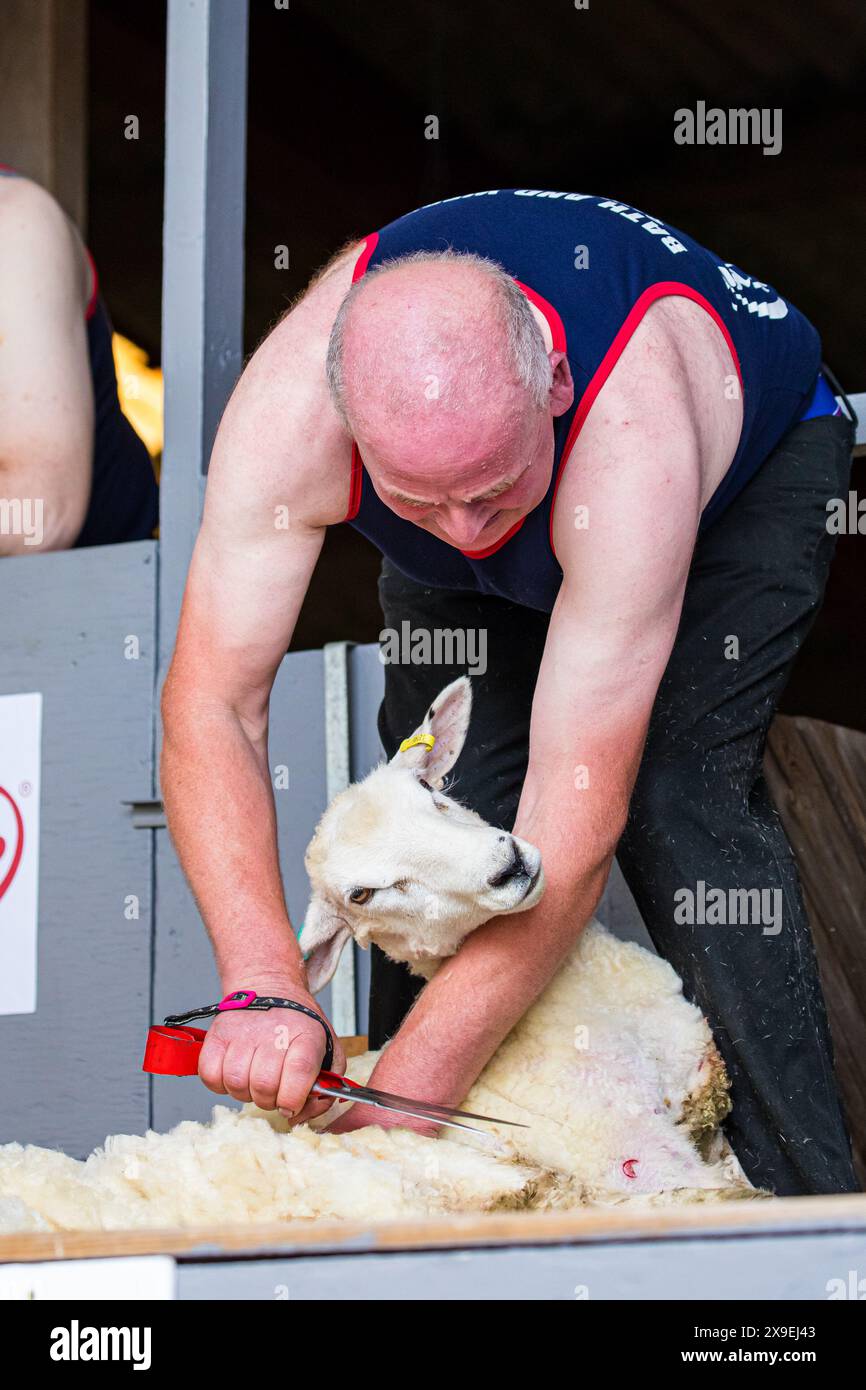 SHEPTON MALLET, SOMERSET, UK, 31. Mai 2024 Handschafscheren bei der Royal Bath and West Show. John Rose/Alamy Live News Stockfoto