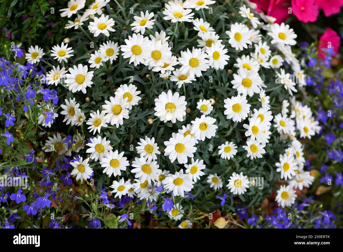 31.05.2024, Baden-Baden, Bunter Blumen im Garten Baden-Württemberg Deutschland *** 31 05 2024, Baden Baden Baden, bunte Blumen im Garten Baden Württemberg Deutschland Stockfoto