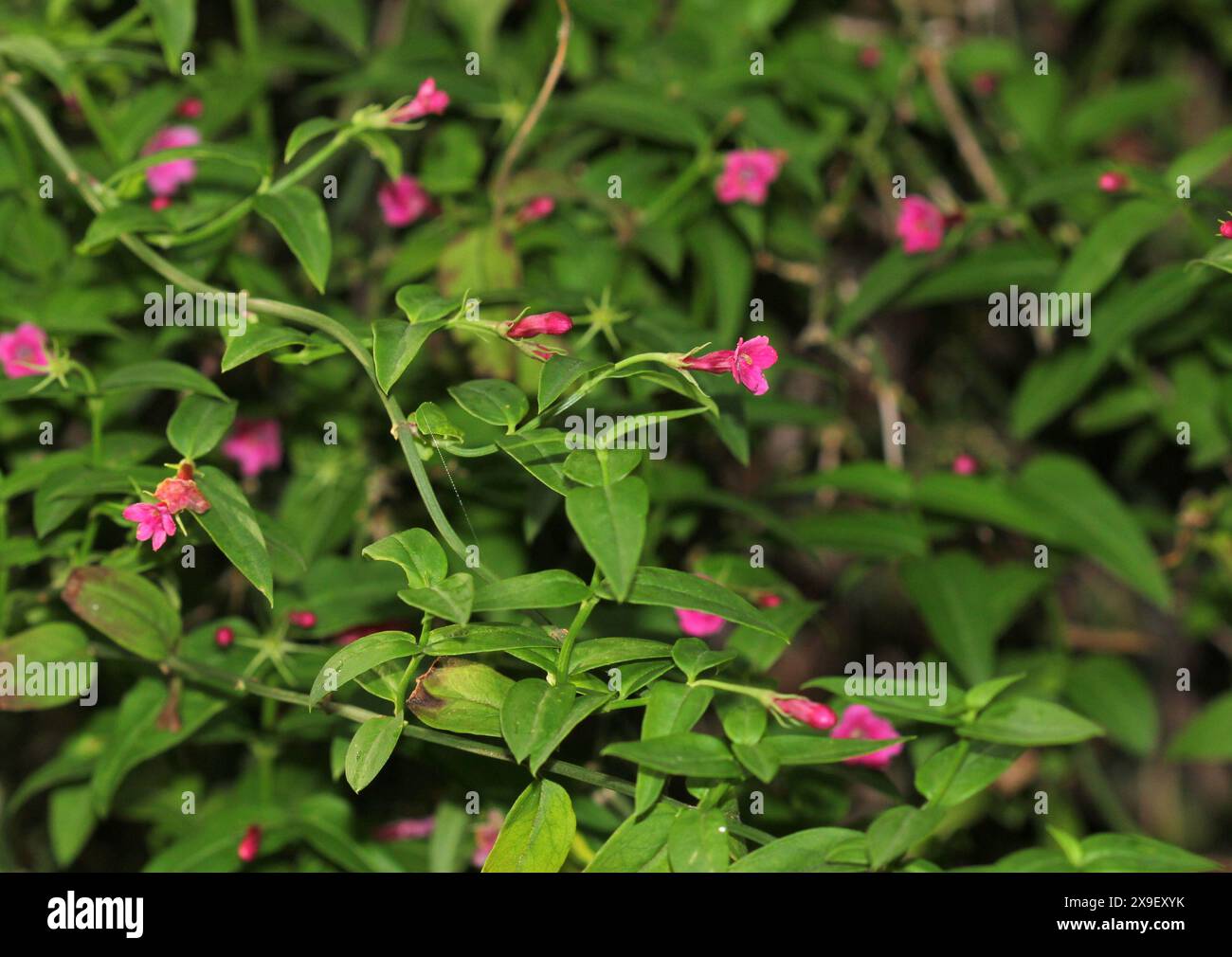 Eine Nahaufnahme der tiefrosa Blüten von Jasminum beesianum, Jasmin Stockfoto