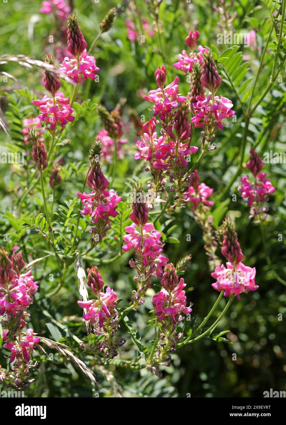Esparsette, Onobrychis Viciifolia, Fabaceae (Leguminosae) Stockfoto
