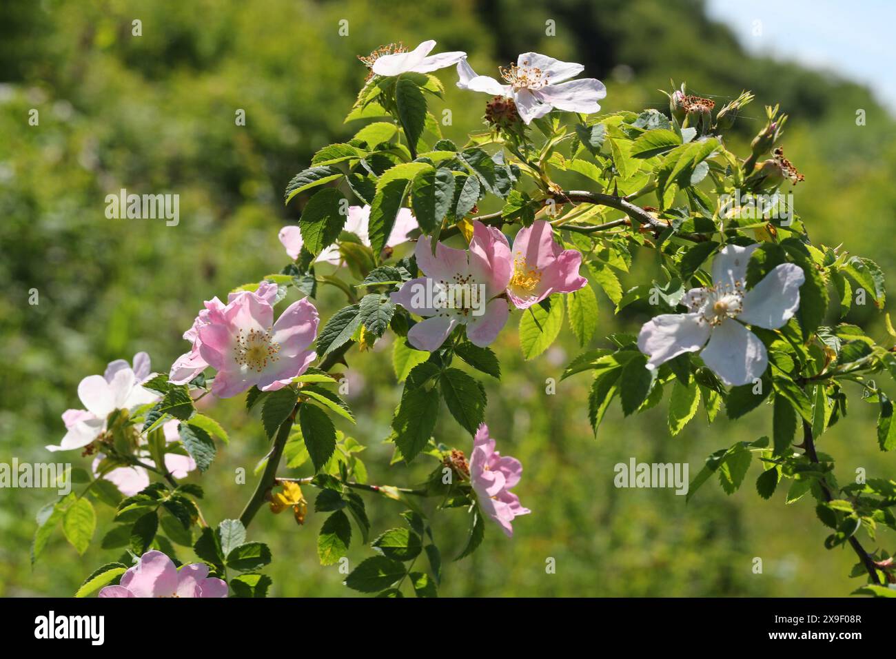 Hunderose, Rosa canina, Rosaceae. Totternhoe Knolls, Bedfordshire, Großbritannien. Stockfoto