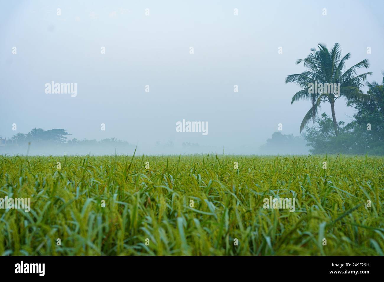 Reispflanzen auf Reisfeldern werden in den indischen Sundarbans, dem größten Mangrovenwald der Welt, aus nächster Nähe gesehen. Unberührtes ländliches Habitat in den Landkreisen Stockfoto