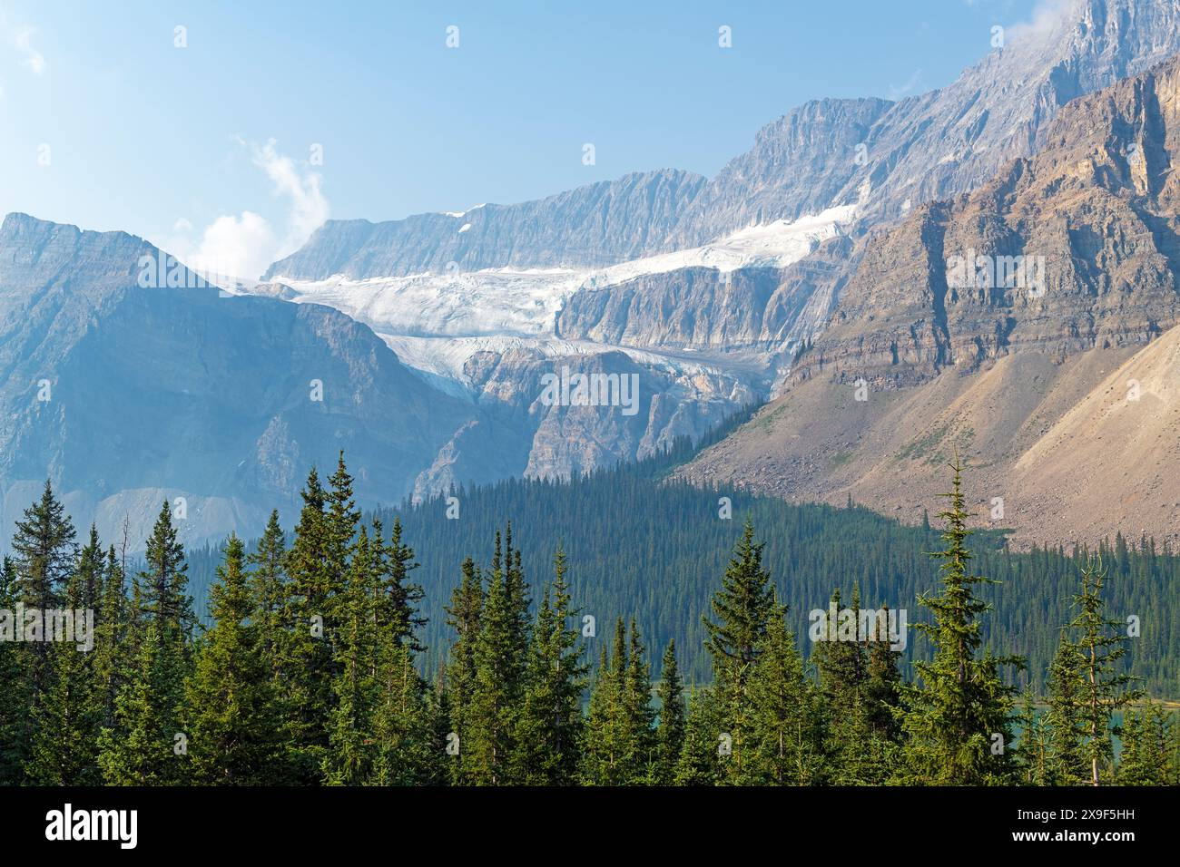 Crowfoot-Gletscher und Kiefern, Banff-Nationalpark, Kanada. Stockfoto