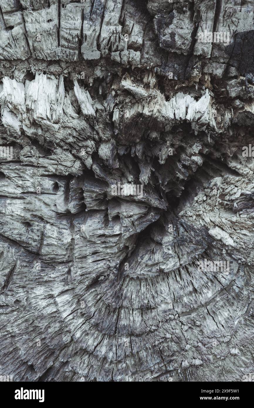 Hintergrund: Einen alten, gefallenen Baum aus der Nähe Fällen Stockfoto